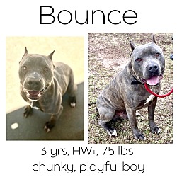Thumbnail photo of Bounce #1