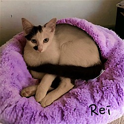 Thumbnail photo of Rei #1