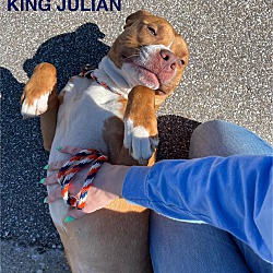Photo of King Julian