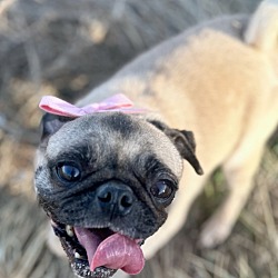 Thumbnail photo of Vi aka Puglet #4