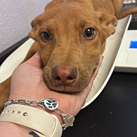 adopt a pet