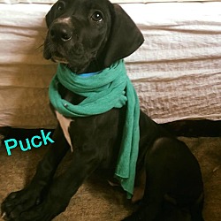 Thumbnail photo of Puck #1