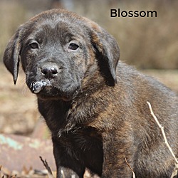 Thumbnail photo of Blossom~adopted! #2