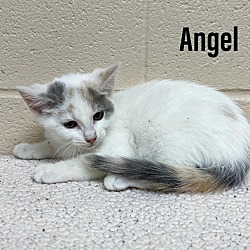 Photo of Angel