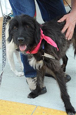 can a hovawart and a irish wolfhound be friends