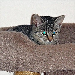 Thumbnail photo of Scardy Cat**ADOPTED** #1