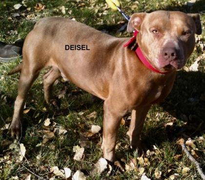 Photo of Diesel