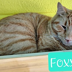 Photo of Foxx