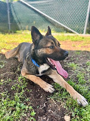 Vineland, NJ - German Shepherd Dog/Mixed Breed (Medium). Meet Outlander ...