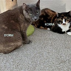 Photo of KORRA & STORM - Offered by Owner - Young Sisters