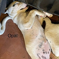 Thumbnail photo of Opal #2