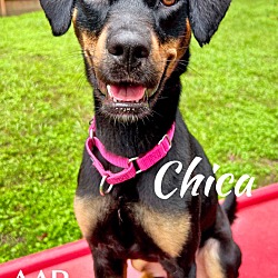 Thumbnail photo of Chica #1