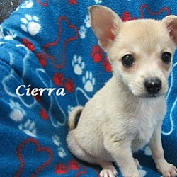 Thumbnail photo of Cierra #3