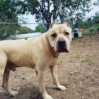 Tampa Fl Cane Corso Meet Tide A Pet For Adoption