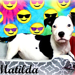 Thumbnail photo of Matilda~adopted! #2