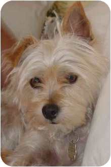 blonde silky terrier