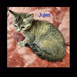 Photo of Jules