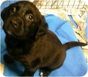 chesapeake bay retriever labrador