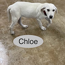 Photo of Chloe