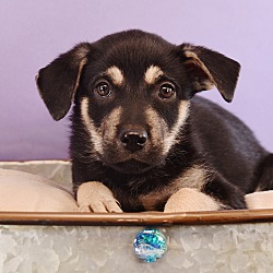 Thumbnail photo of Astrology Litter - Taurus #4