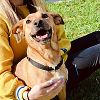 adopt a pet