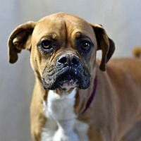 adopt a pet