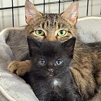 adopt-pet