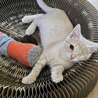 adopt a pet