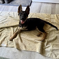adopt a pet