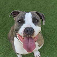 CHUBBS - American Pit Bull Terrier available for adoption