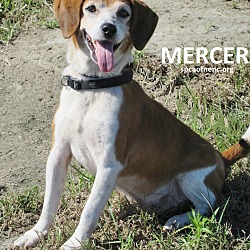 Thumbnail photo of Mercer  URGENT #2