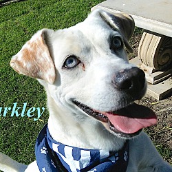 Thumbnail photo of Barkley #1