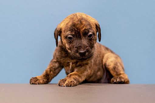 Seabrook Tx Labrador Retriever Meet Puppy 3 A Pet For Adoption