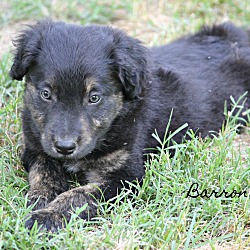 Thumbnail photo of Barron~adopted! #1