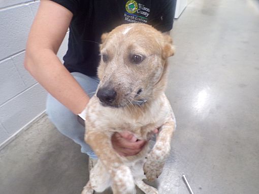 WILSON, NC - Cattle Dog. Meet pretty girl a Pet for Adoption