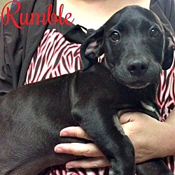Thumbnail photo of Rumble Pending adoption #2