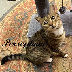 Photo of Persephone