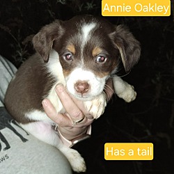 Photo of Annie Oakley