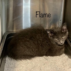 Thumbnail photo of Flame #3