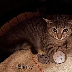 Thumbnail photo of Slinky #2