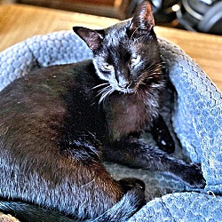 Thumbnail photo of Bagheera #1