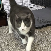 adopt a pet