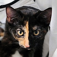 adopt-pet