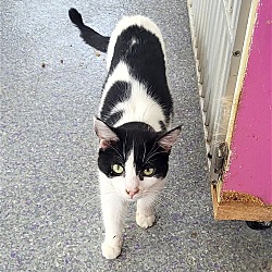 Photo of Figaro
