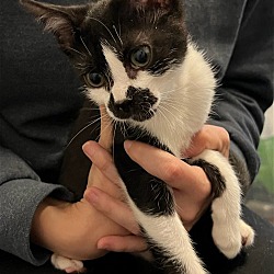 Photo of Smudge
