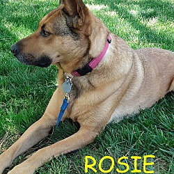 Thumbnail photo of ROSIE #1