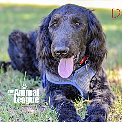 Thumbnail photo of Dolce #2