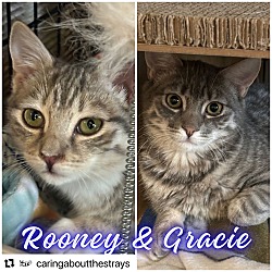 Thumbnail photo of Rooney and Gracie #4