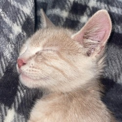 Thumbnail photo of Cheeto #4