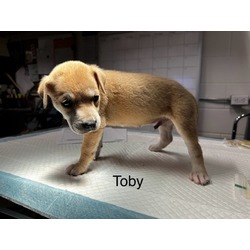 Thumbnail photo of Toby #1